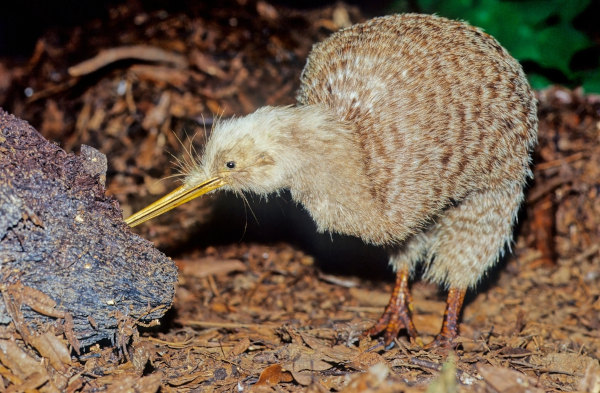 O kiwi, uma ave que é símbolo da Nova Zelândia, encontra-se em ameaça de extinção.