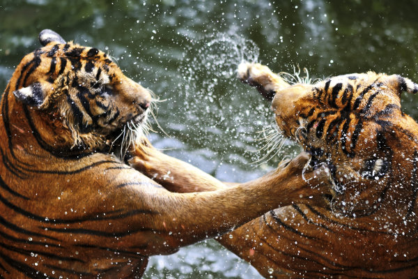 Foto de dois tigres lutando, uma alusão à competição.