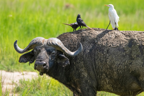 Três pássaros em cima de um búfalo.