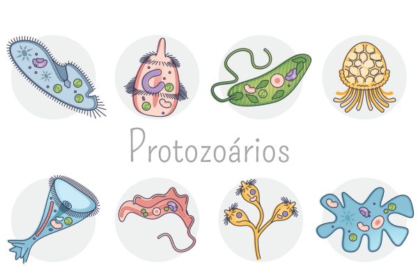 Ilustração de seis protozoários diferentes.