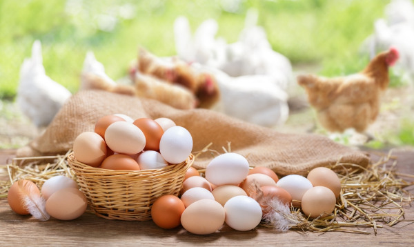Três diferentes tipos de galinha ao fundo de um cesto com diferentes cores de ovos.