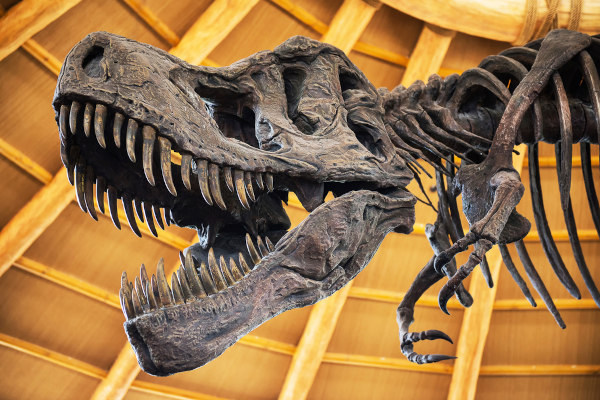 Foto do esqueleto de um tiranossauro.
