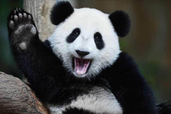 Foto de um panda com um braço levantado.