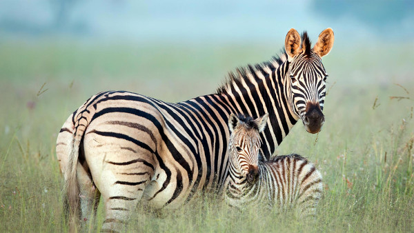 Foto de uma zebra e sua filhote.