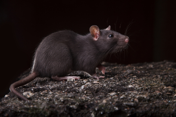 Imagem de um rato, um dos transmissores da Leptospirose.