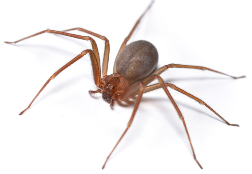 A picada da aranha-marrom pode causar pouca dor, fazendo com que o paciente demore mais para procurar ajuda