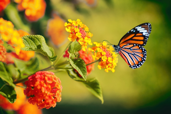As cores fortes na asa indicam que essa borboleta possui defesas.