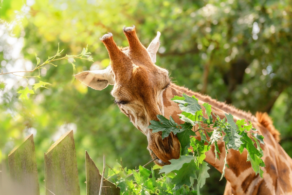 Girafa iluminada pelo sol enquanto se alimenta de folhas.