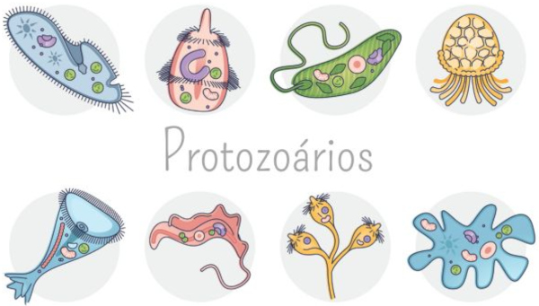 Ilustração mostrando diferentes protozoários, uma alusão às doenças causadas por protozoários (protozooses).