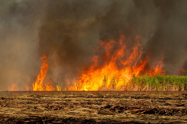 Vegetação sendo destruída em uma queimada.