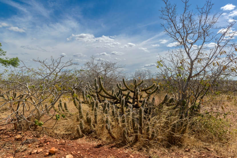 Caatinga, um dos biomas brasileiros.