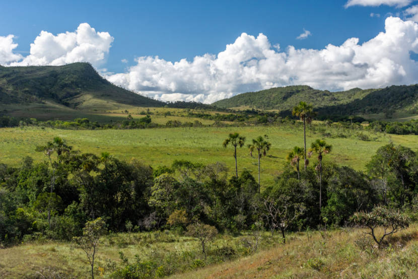 Cerrado, um dos biomas brasileiros.