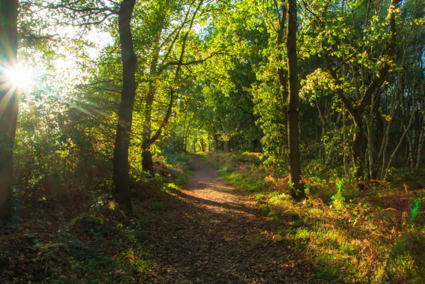 Floresta de Sherwood, um exemplo de Floresta Temperada, um dos tipos de bioma do mundo.