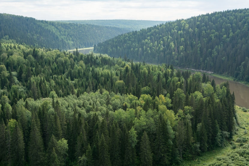 Taiga, um dos tipos de bioma do mundo.