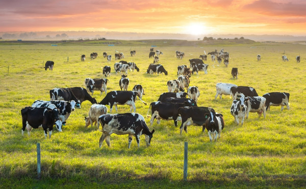 Animais em um grande pasto evidenciando o principal aspecto da pecuária: a criação de animais.