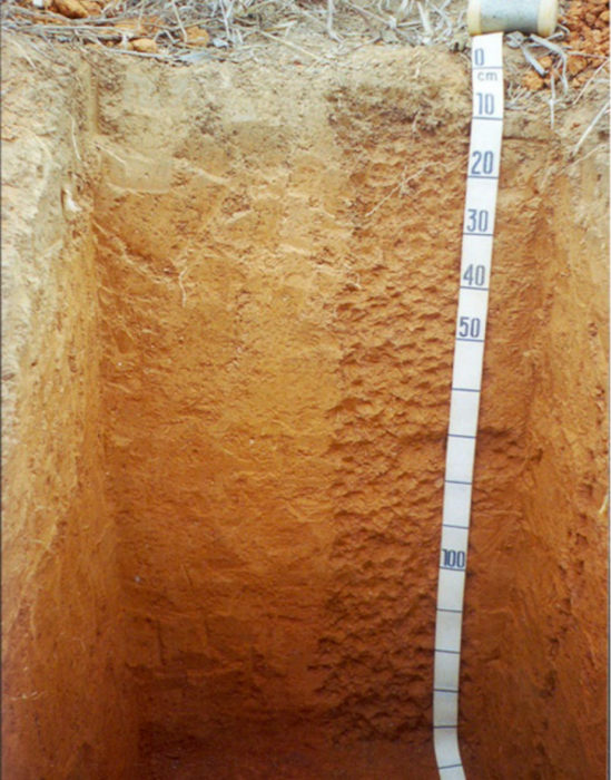 Perfil de um argissolo vermelho-amarelo, um dos tipos de solo do Brasil.