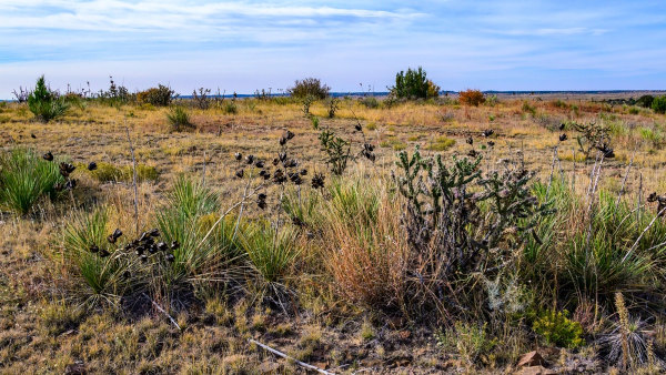 Paisagem de estepe semiárida com vegetação rasteira e solo seco.