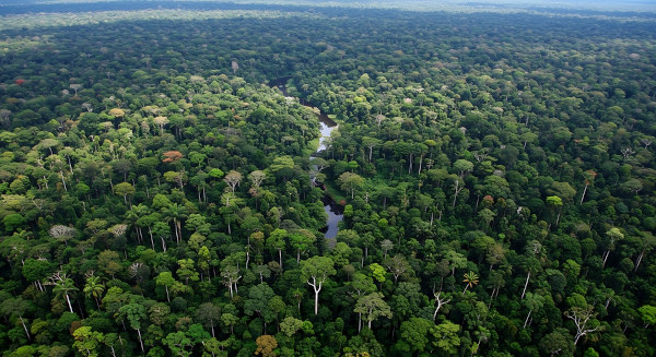 Imagem aérea de uma floresta tropical, o ecossistema de maior diversidade biológica do mundo.