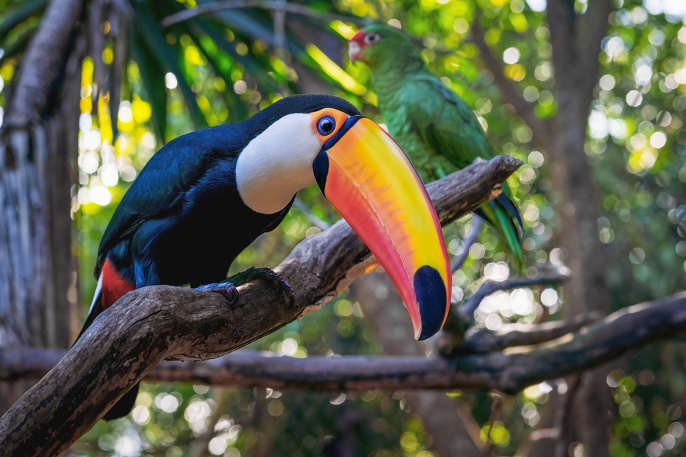 Tucano em um galho, um dos animais que fazem parte da fauna da floresta tropical sul-americana.