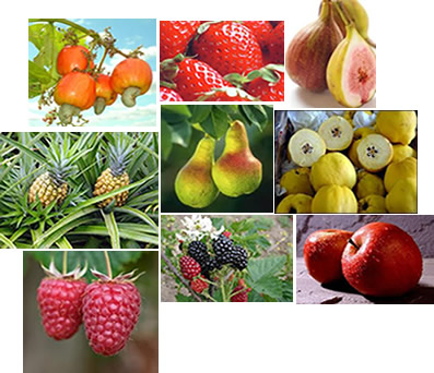 Na natureza podemos encontrar vários frutos falsos, ou seja, que não se originaram do ovário da flor