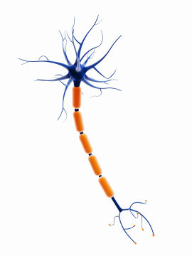 O neurônio é a principal célula do tecido nervoso