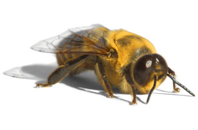 As abelhas realizam partenogênese, um processo em que não é necessário gameta masculino para gerar novo ser