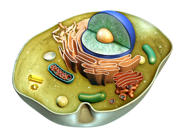 Todas as células são envoltas por uma película chamada membrana plasmática