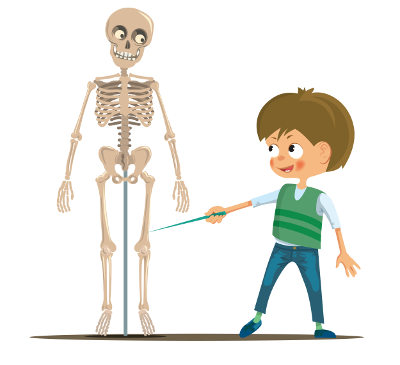 O esqueleto humano adulto apresenta 206 ossos