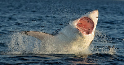 O Tubarão-branco atualmente está classificado como uma espécie vulnerável