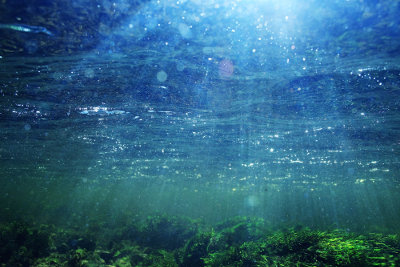 No ambiente aquático são encontradas grandes quantidades de algas fotossintetizantes