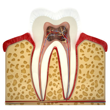 O dente apresenta várias características que o diferenciam dos ossos