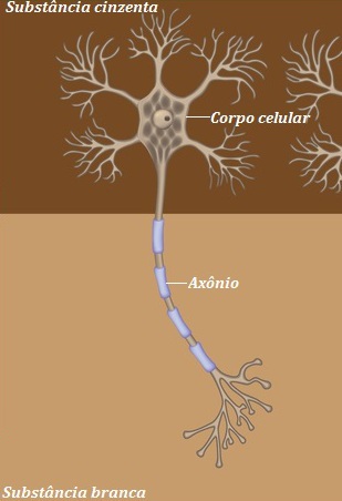 Observe como está disposto o neurônio nas substâncias branca e cinzenta