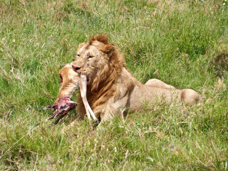 O leão estabelece uma relação de predação com o antílope