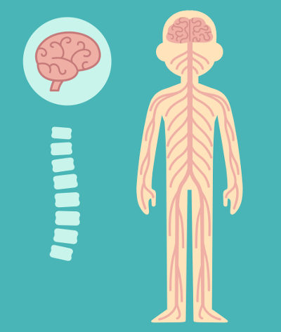 O sistema nervoso periférico é composto por nervos