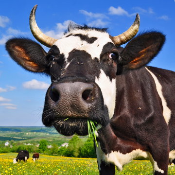 As vacas são exemplos de animais ruminantes