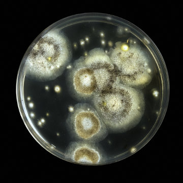 Fleming deixou uma cultura de bactérias exposta e observou o surgimento de fungos