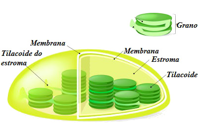 Os cloroplastos são estruturas discoides ricas em membranas