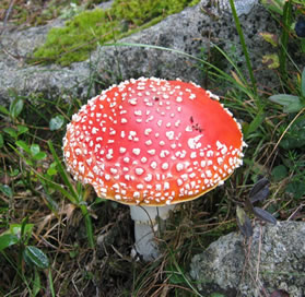 Existem no mundo cerca de 70 mil espécies de fungos já classificadas