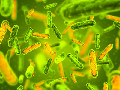 As bactérias são seres unicelulares que se reproduzem, principalmente, de modo assexuado