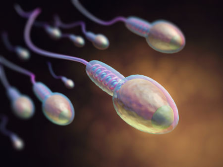 Os espermatozoides são produzidos nos testículos