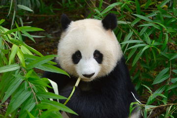 Você sabia que o nome científico do panda é Ailuropoda melanoleuca?