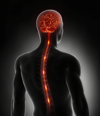 A medula espinal está localizada no canal vertebral