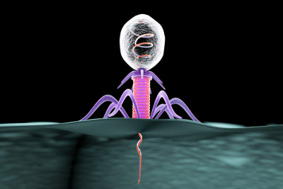 Os bacteriófagos são vírus que infectam bactérias