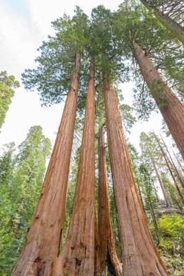 As sequoias são as maiores árvores do mundo