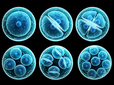 Mitose e meiose: Os dois processos de divisão celular - UOL Educação