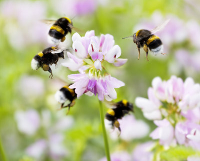 As abelhas são importantes agentes polinizadores