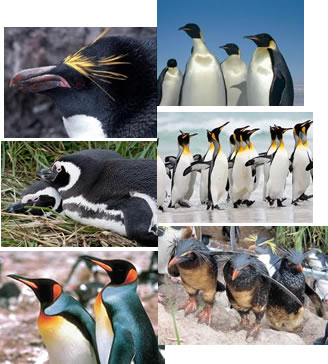 projeto de verão número 8 - pinguins e patos!