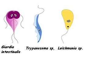 Os protozoários causam diversas doenças ao homem
