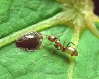 As formigas são insetos encontrados em todas as regiões do mundo, exceto nas regiões polares