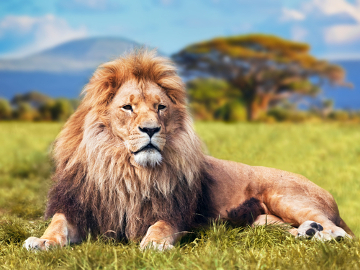 Featured image of post Imagens De Leoes : Além de imponentes, os leões são muito majestosos.